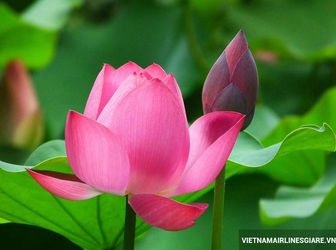 Cần Tiền Bán Rẻ Đất Bùi Hữu Nghĩa,Tân Hạnh,Biên Hòa,100M2/1,25 Tỷ