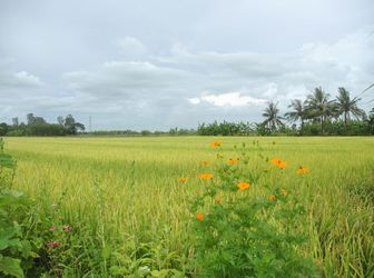 Bán Miếng Đất 1557M2 Tại Long Thành Đồng Nai.