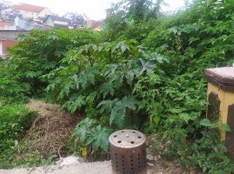 Cần Bán Gấp Đất Phạm Ngọc Thạch- Phường 6- Tp.đà Lạt