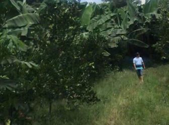 Bán Gấp Vườn 1,1 Ha Tại Trảng Bom