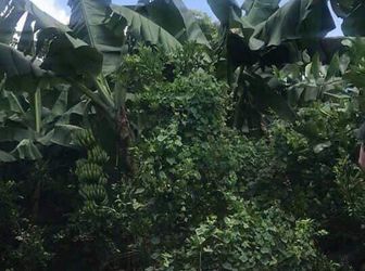 Bán Gấp Vườn 1,1 Ha Tại Trảng Bom