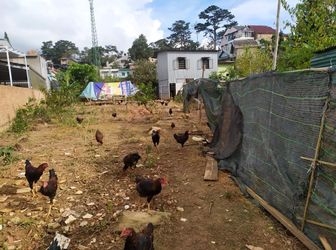 Cần Bán Đất Đường Yersin- Phường 10- Tp.Đà Lạt.