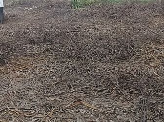 Đất Nghĩa Hành - Quảng Ngãi, Diện Tích Lớn 7400M2