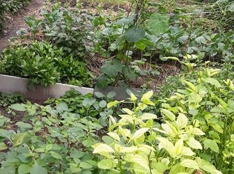 Cần Bán Đất Thuận An, Bình Dương Phía Sau Trường Tiểu Học Tuy An