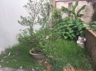 Bán Nhanh 30M Đất Ngõ 84 Đàm Quang Trung, Long Biên, Hà Nội