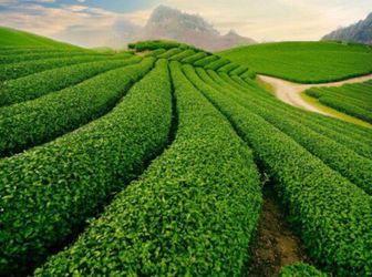 Đất Biệt Thự Nghỉ Dưỡng Bảo Lộc, 350M2 Giá Chỉ 1Ty5, Sổ Hồng Riêng 