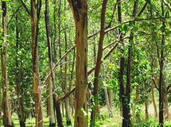  Hàng Gọp Giá Rẻ Khu Vực Xã Tiến Thành Tp  Phan Thiêt ,bình Thuận