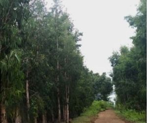  Hàng Gọp Giá Rẻ Khu Vực Xã Tiến Thành Tp  Phan Thiêt ,bình Thuận