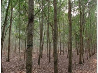  Hàng Gọp Giá Rẻ Khu Vực Xã Tiến Thành Tp  Phan Thiêt ,bình Thuận