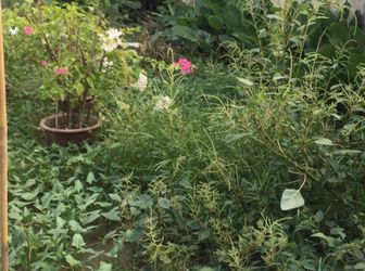 Chỉ 1.3Ty Đất Dt:52M3. Phương Nhị ,liên Ninh .