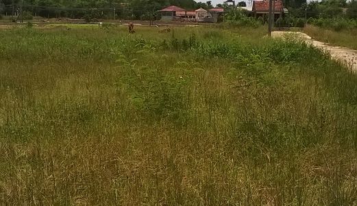 Đất Thổ Cư 100M2 Xã Mỹ Lộc, Xe Hơi Tới Chỗ