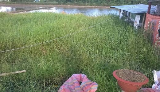 Bán Đất Thổ Cư 5X15 Cách Tl 835 400M Xã Mỹ Lộc, Cần Giuộc, Long An