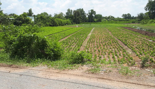 Bán đất thổ vườn ở Bình Chánh, 3000m2 ( 37x82), giá 1,3tr/m