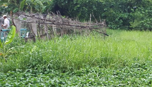 Bán Đất Thổ Cư Xây Liền Ở Hưng Long, Bình Chánh, 250m2, Shr, Giá 1,2 Tỷ