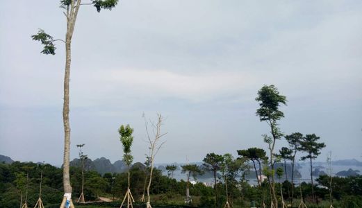 Flc Condotel Hạ Long - Cơ Hội Đầu Tư Hấp Dẫn Nhất 2017 -  Ck 12%/năm  Trong 8 Năm