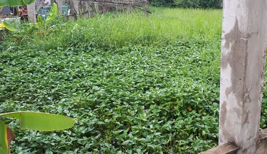 Bán Đất Thổ Cư Giá Rẻ Đường Đoàn Nguyễn Tuân, Bình Chánh 250m2 Chỉ 1,2 Tỷ