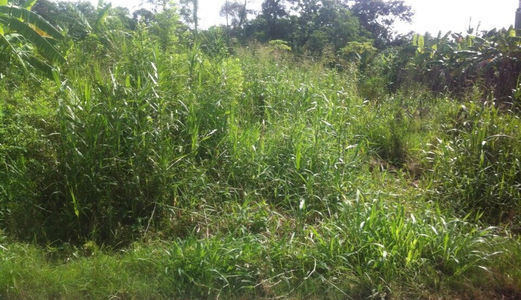Bán Đất Khu Dân Cư Đối Diện Bệnh Viện Hoàn Mỹ Giá 600 Triệu (Q.Cr, P. Hưng Thạnh, Dt, 82m2)