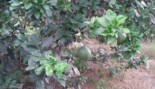 Cần Bán Đất Diện Tích Lớn Tại Xã Tân Bình , Vĩnh Cửu, Đồng Nai