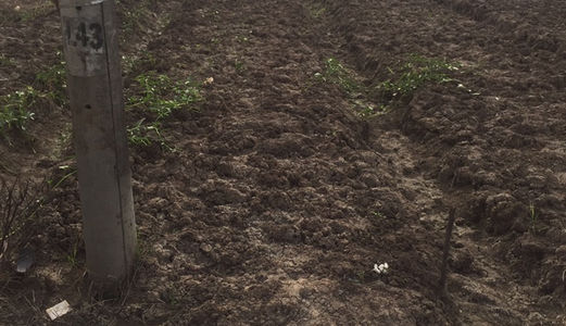 Đất Bình Chánh, Mặt Tiền Nhánh Qui Đức, Dt 1200m2, Giá 1,5 Tỷ, Sổ Đỏ Chính Chủ