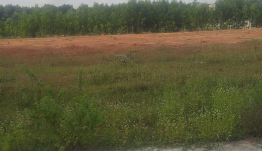 Thu Hồi Nợ Xấu Ngân Hàng Vib Mở  Bán Đất Nền Thổ Cư 100%, Shr, Hỗ Trợ Vay 70%. Lh: 09092.519.299