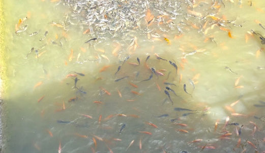 Bán Nhà Và Đất Kinh Doanh Khu Sinh Thái Câu Cá Giải Trí