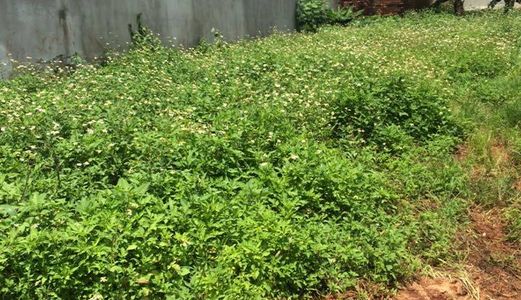 Bán Đất Đẹp Phạm Ngọc Thạch                               