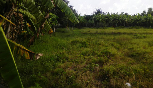 Đất  Bình Chánh Cần Sang Lại 1006m2  Đường  Hốc Hưu– Quy Đức- Bình Chánh.