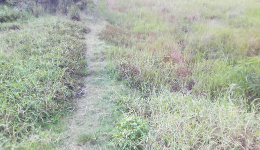 Đất Bình Chánh,1006 M2 Đường Hốc Hưu, Giá 1.8 Tỷ ,Đất Đẹp, Chính Chủ, Shr