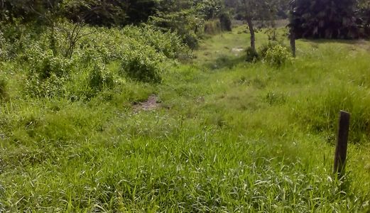 Đất  Bình Chánh,1260 M2 Đường Tân Liễu, Giá 2.1tỷ, Đất Đẹp, Chính Chủ, Shr