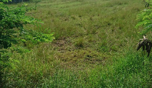 Đất Bình Chánh Cần Sang Lại 1000 M2, Giá 1,8 Tỷ  Đường Hốc Hưu- Quy Đức