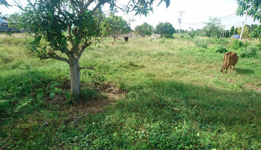 Đất Bình Chánh Cần Sang Lại 1000 M2, Giá 1,8 Tỷ  Đường Hốc Hưu- Quy Đức