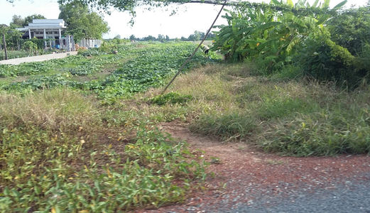 Đất Bình Chánh Cần Sang Lại 1000 M2, Giá 1,8 Tỷ  Đường Hốc Hưu- Quy Đức