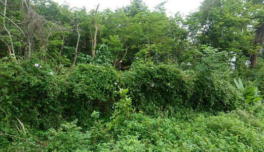 Đất Thổ Cư 100% 10x30 Cuối Y Moan Gía Chỉ 650tr Mặt Đường Nhựa Rông 10m