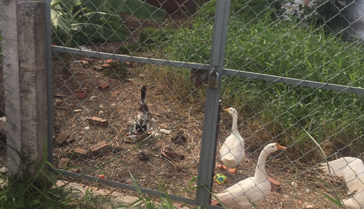 Sang Gấp Kẹt Tiền 1197 M2 Đường Nhánh 4c- Đa Phước – Bình Chánh