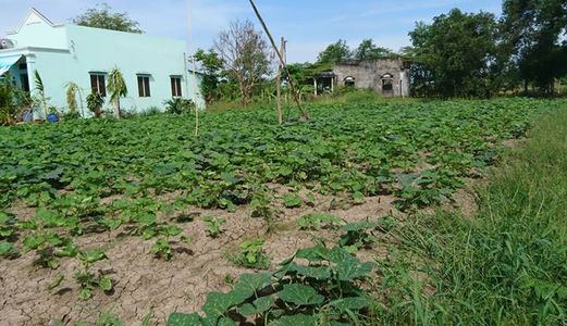 NỢ TIỀN Sang Gấp 768m2 Đường Nguyễn Văn Thời, Bình Chánh