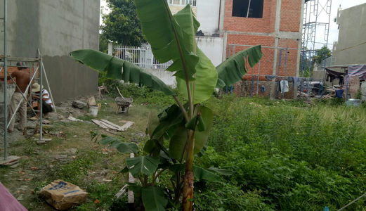 Lô Đất Nền Đường TL37, Q12, Shr, Dt 80m2