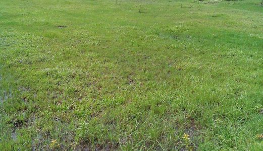 Cần Bán Đất 200m2, Tại Xã Hoà Khánh Nam, Đức Hoà – Long An.