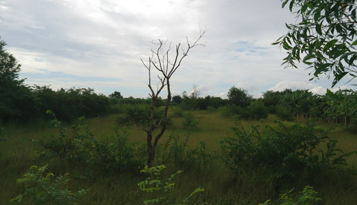 Đất Kho/Xưởng 9701 m2 Đường 4C - Đa Phước – Bình Chánh