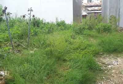 Đất Xây Dựng Chính Chủ Khu Trung Tâm Mua Bán Đà Lạt – Bất Động Sản Liên Minh