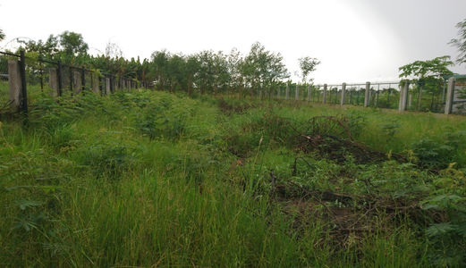 Đất Bình Chánh Cần Sang Lại 1300 M2, Giá 2,2 Tỷ Mặt Tiền Đường 3 Chả, Xã Hưng Long