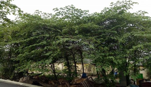 Đất Nền Thổ Cư, Shr, Bao Công Chứng Sang Tên Ngay.lh: 0903.315.788