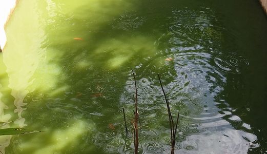 Đất Xây Dựng Nhà Vườn Biệt Thự (hoặc phân lô), Có Sẵn Cây Trồng + Vật Nuôi.