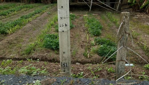 Sang Gấp Lô Đất 3 Mặt Tiền 1005m2, Giá 1.35 Tỷ,Đa Phước, Bình Chánh