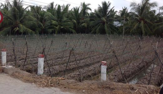 Một Lô Đất Lớn 873m2 Lô Gốc 2 Mặt Tiền Xã Phú Nhuận,Tp Bến Tre