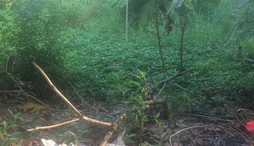 Cần Bán Lô Đất Kdc Phú Nhuận, Đg Số 8, Hbc, Thủ Đức 122,5m2 Giá 43tr/M2