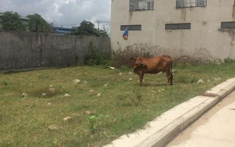 Bán Đất Đường Lại Hùng Cường, Shr, Xdtd, 18tr/M