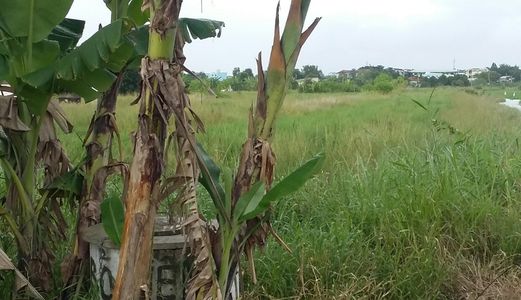 Sang Gấp Giá Gốc Đất  Bình Chánh 2100m2 Xây Trọ- Xưởng Ngay Hưng Long – Bình Chánh
