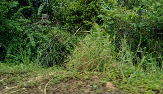 Cô 5 Nợ Vay Nóng Bán Gấp 1010 M2 Đất Xã Đa Phước, Bình Chánh