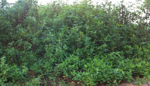 Bán Lô Đất Đẹp Trong Hẻm Y Moan 181.5m2