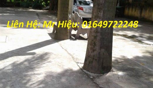 Bán Gấp Mảnh Đất Có Vị Trí Đắc Địa Tại Tổ 10 Thạch Bàn, Long Biên, Hà Nội. Diện Tích 50 M2